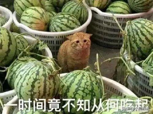 吃瓜群新模式,揭秘社交新玩法