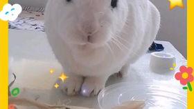 老兔吃瓜,揭秘娱乐圈背后的秘密与真相