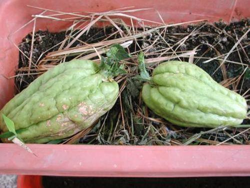 产妇可以吃树瓜,树瓜的营养与食用指南