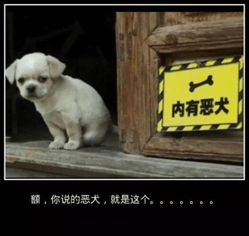 吃瓜群众猫狗,吃瓜群众围观宠物界的“宫斗”