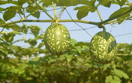 吊瓜软了可以吃吗怎么吃