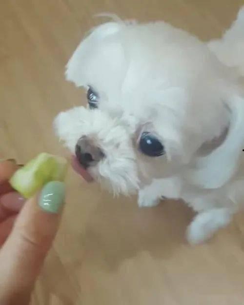 吃瓜小狗比熊,吃瓜小狗与比熊的欢乐日常