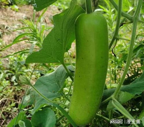 宝宝吃瓠子瓜好吗,瓠子瓜的营养与适宜性解析