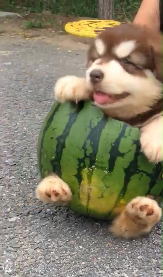 狗专业吃瓜,宠物界的八卦风云